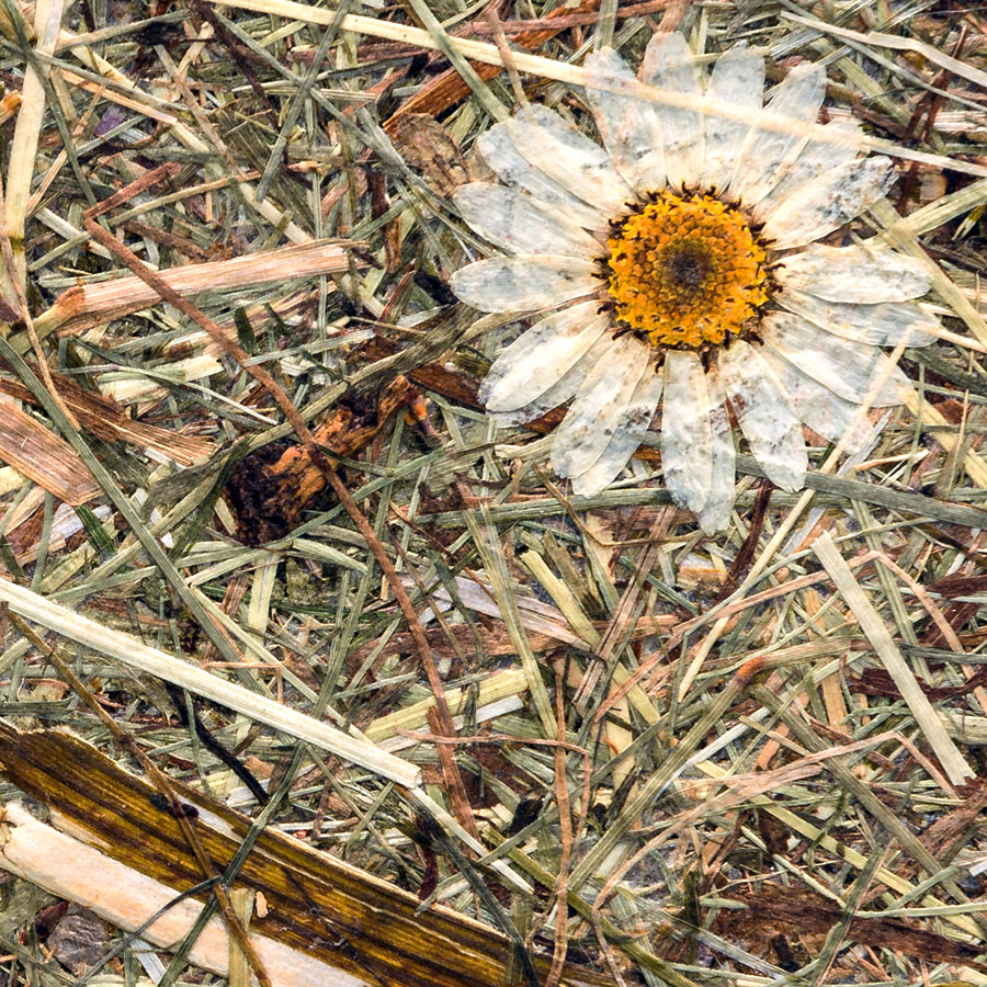 Wall covering WallFace natural alpine meadow decor AL-11004 ALPINE White Daisy self-adhesive brown beige Wall covering WallFace natural alpine meadow decor AL-11004 ALPINE White Daisy self-adhesive brown beige