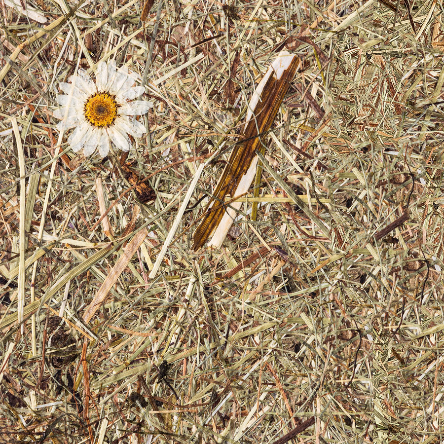 Rivestimento murale WallFace arredamento naturale del prato alpino AL-11004 ALPINE White Daisy autoadesivo marrone beige