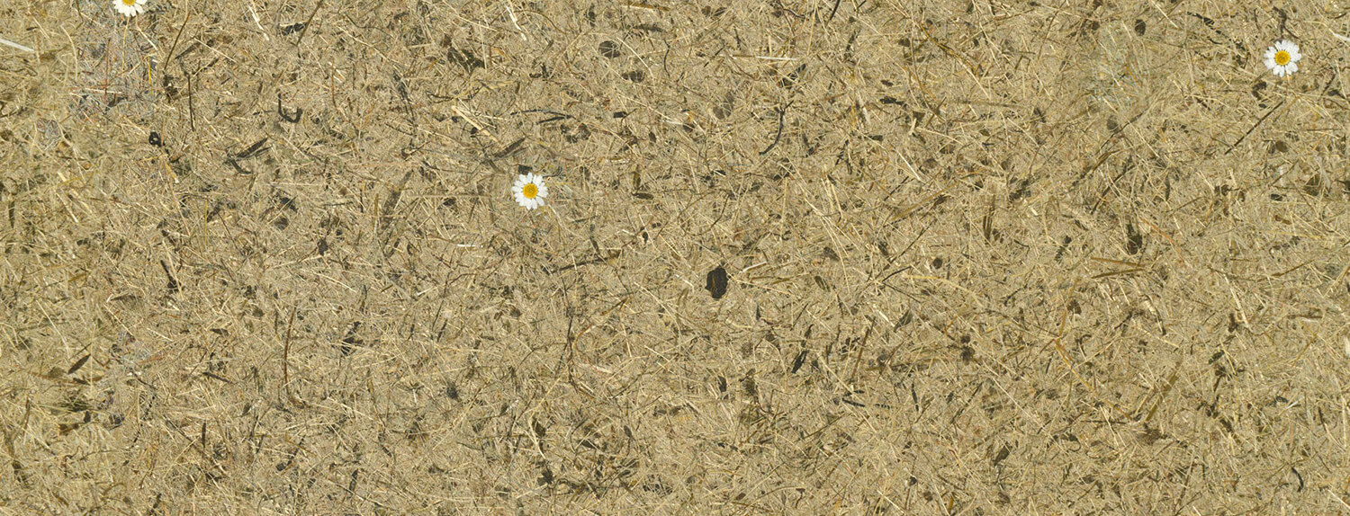 Wandverkleidung WallFace natürliches Almwiesen-Dekor AL-11004 ALPINE White Daisy selbstklebend braun beige